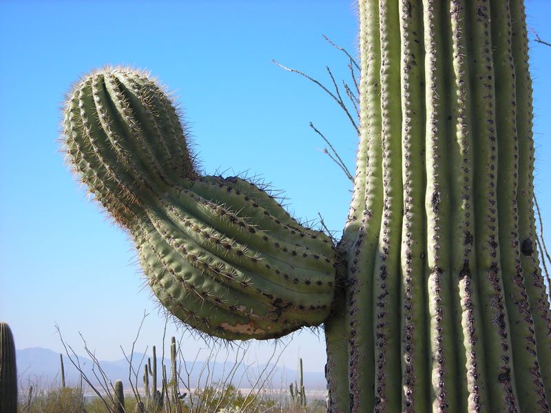 Cactus - Seguaro Park